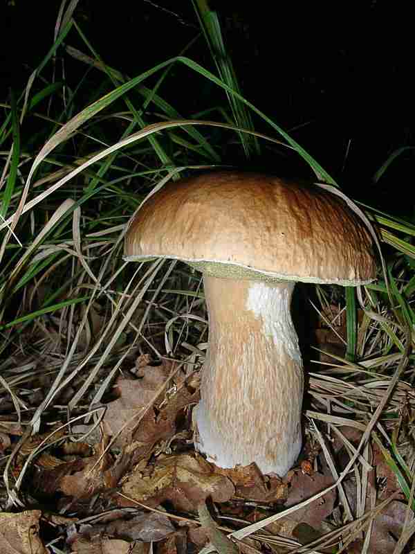  Image name: 214 Porcino.jpg 
 width: 600 pixel 
 height: 800 pixel 
 Size: 41652 bytes 
 Click to enlarge 